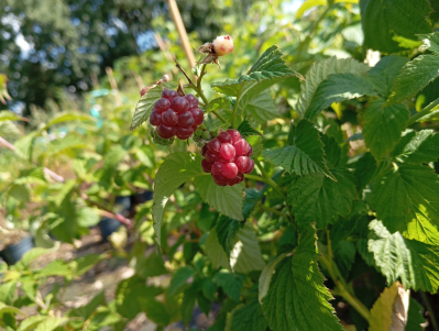 Preview: Beispiel Frucht Glen Coe